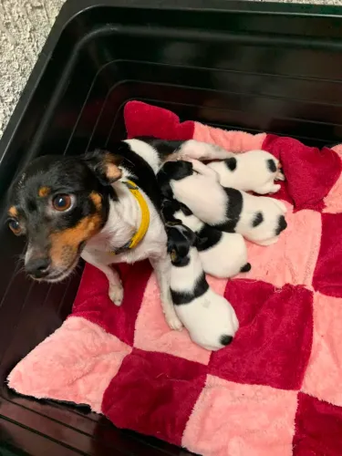 Cachorro Pinscher 
