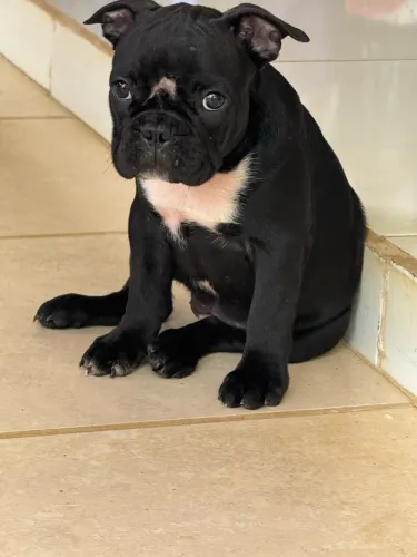 Fêmea buldogue francês