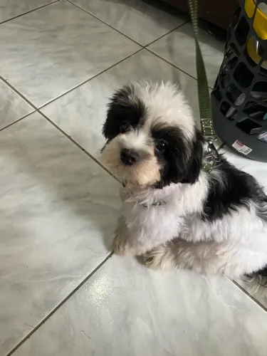 Cachorro stzhu