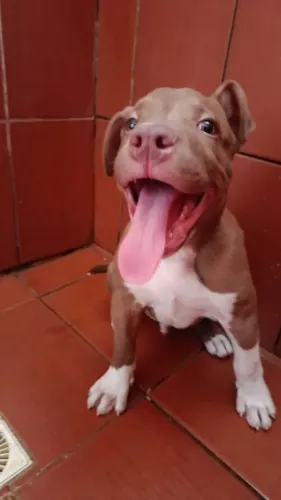 Vendo filhote de Pit Bull valor 250 reais 