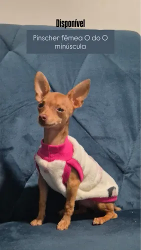 FILHOTE DE PINSCHER FÊMEA MINI DISPONÍVEL 