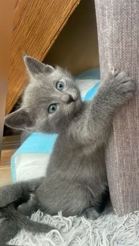 Lindos bebes Russian Blue macho e fêmea 