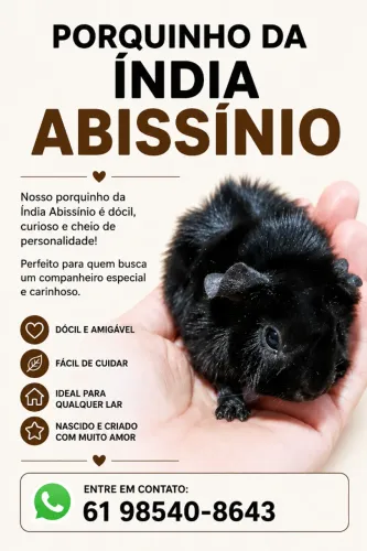 Porquinho da Índia abissinio