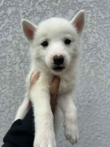 Difícil de resistir a essa lindeza de filhote de husky