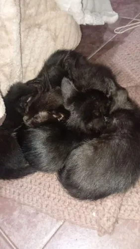 Gatos filhote