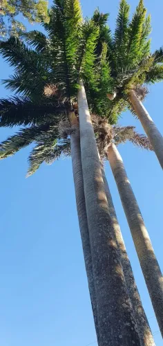 ? OPORTUNIDADE IMPERDÍVEL - CHÁCARA À VENDA NO BALNEÁRIO TIBAGI ?