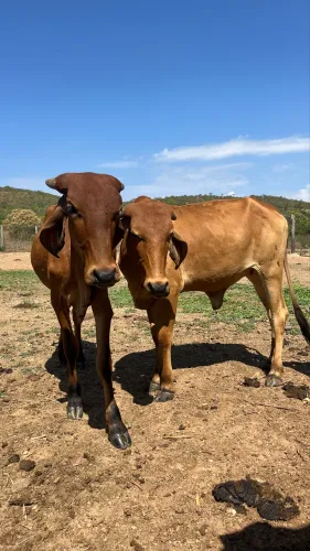 Vacas