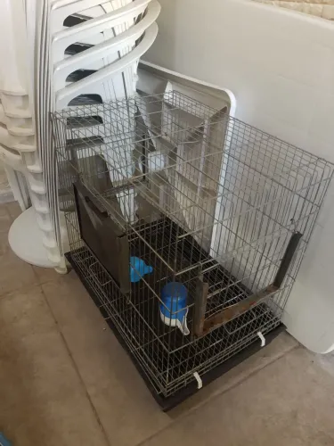 Gaiola para calopsita 