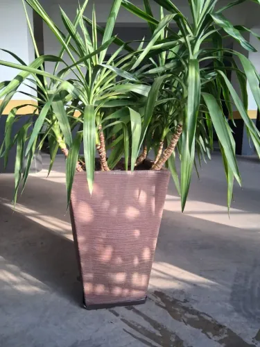 Vendo lindo vaso yucca