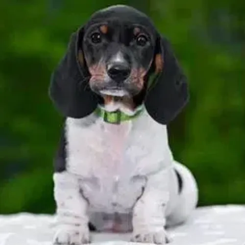 Dachshund,Dachshund Filhote Linda Linhagem Disponível