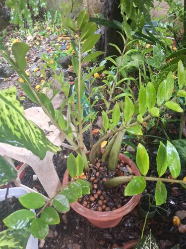 Vende-se plantas