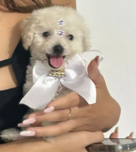 Poodle toy