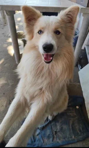 Vendo filhote de Border collie procedência
