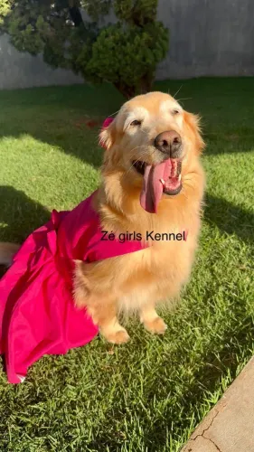 Golden Retriever americano 