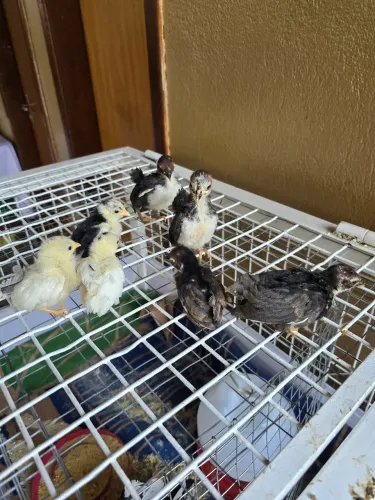 Pintinhos de raça serama