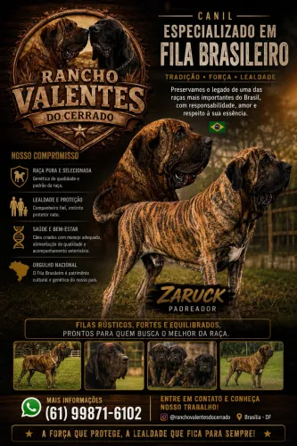 Filhotes fila brasileiro pedigree cbkc