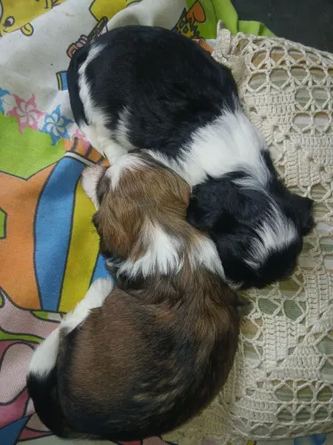 shih tzu