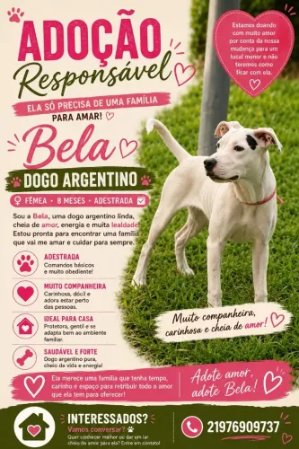Doação de dogo Argentino