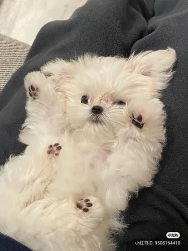 Filhote maltês, Patas Pequenas, Amor Gigante!