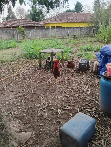 Aves