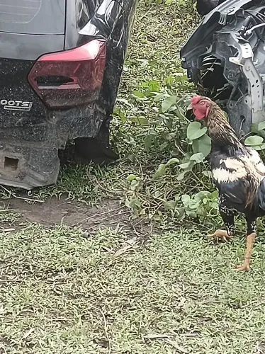 Frangos macho