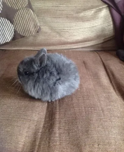 Coelho Mini Lion