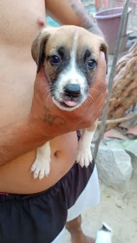 Cachorrinhos pra Adoção 