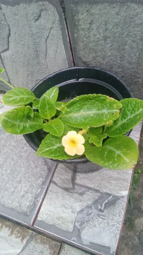 Plantas