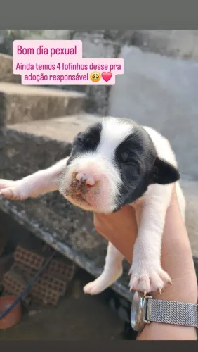 Doação responsável cachorro filhote porte médio 