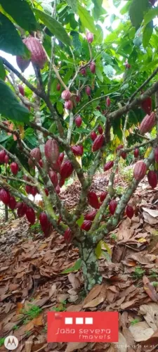 Fazenda para Venda em Ibirapitanga