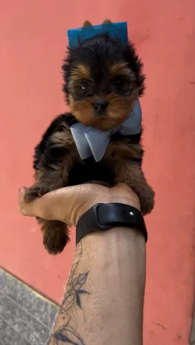 Belíssimo bebezinho yorkshire terrier Mini
