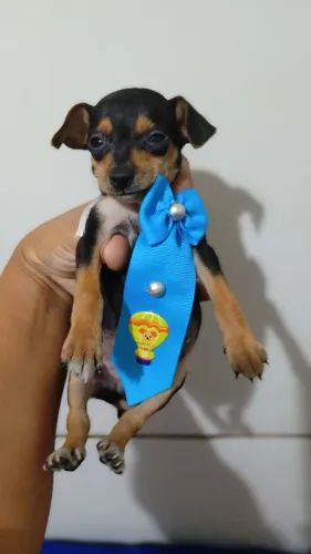 Pinscher