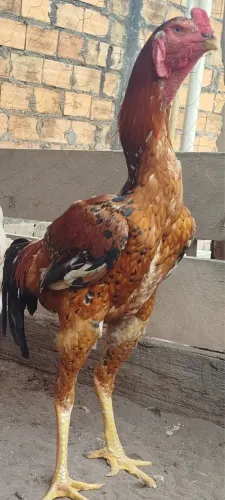 Pintos Índio Gigante Mil Flores