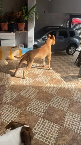 Pitbull de 2 anos disponível pra cruza 