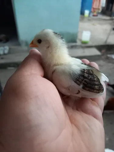 Vendo Pintinho e Frangos Nagasaki