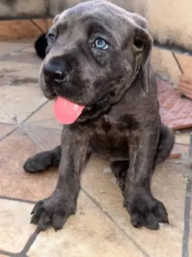 Cane corso filhotes