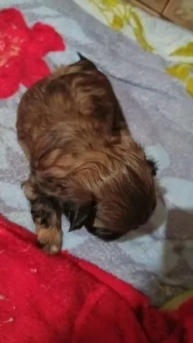 Cachorro