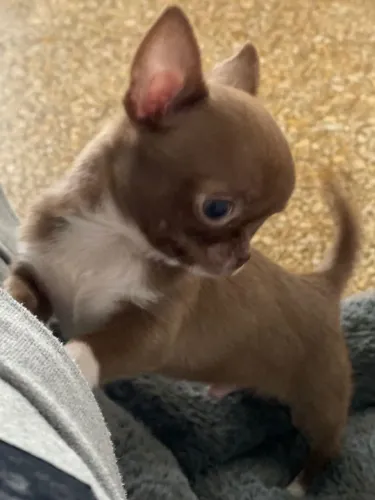 Chihuahua elegancia em miniatura