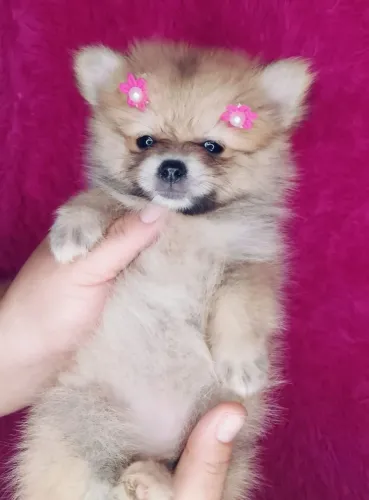 Lulu da Pomerânia ursinho