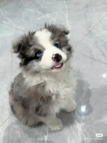 Border Collie pequeno mestre da inteligência 