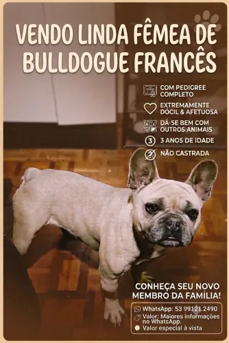 Bulldog francesa 3 anos com pedigree