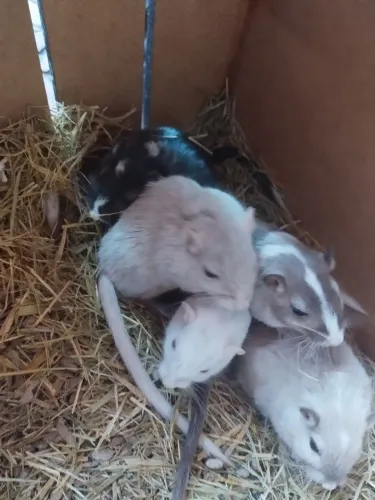 Gerbil Esquilo da Mongólia Roedores Hamster Pet Dóceis Tijuca RJ retirada ou entrega envio