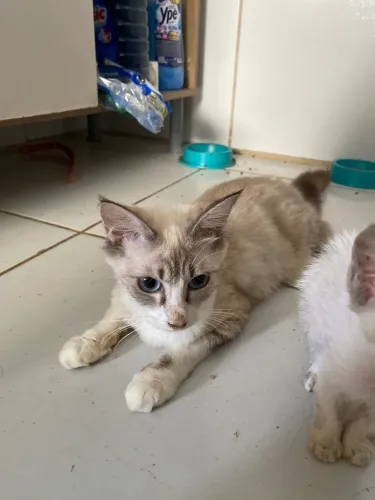 Adoção responsável 