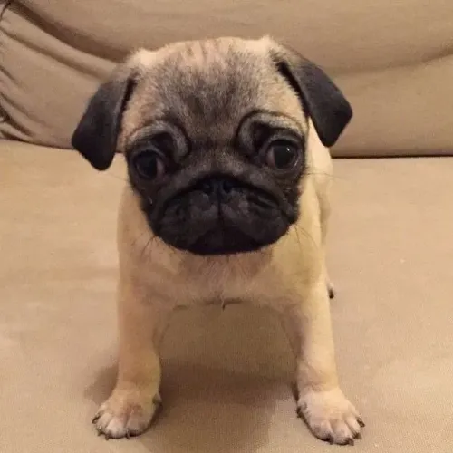 Filhotes de Pug | Pet super carinhoso.
