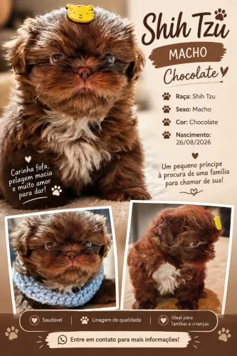 Filhote Shih-Tzu
