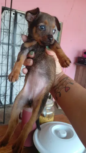 FILHOTE PINSHER FÊMEA