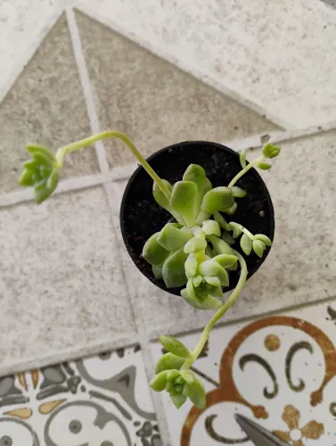 Cactos suculentas coleção