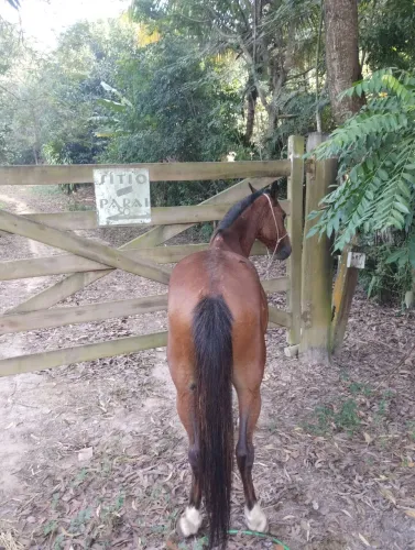 Cavalo