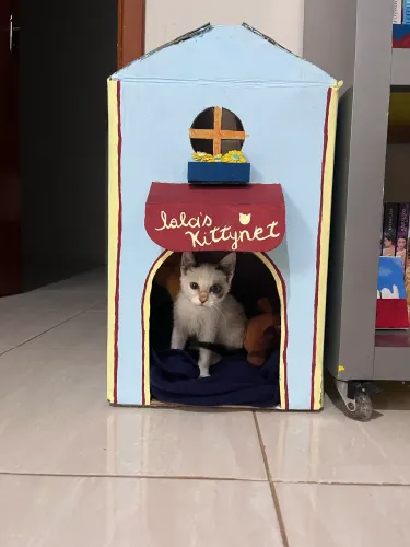Adoção