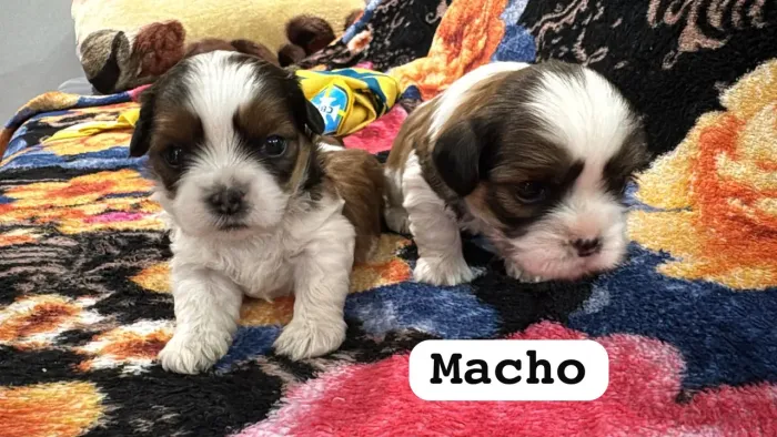 Vendo 2 cachoro macho raça shih tzu